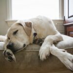 How Many Hours Does a Dog Sleep in a Day?