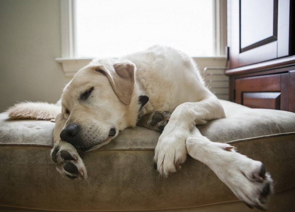 How Many Hours Does a Dog Sleep in a Day?