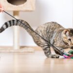 How to Exercise Your Cats Through Play?