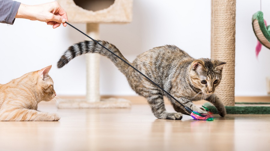 How to Exercise Your Cats Through Play?