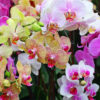 Orchid: One of the Most Popular Flowers