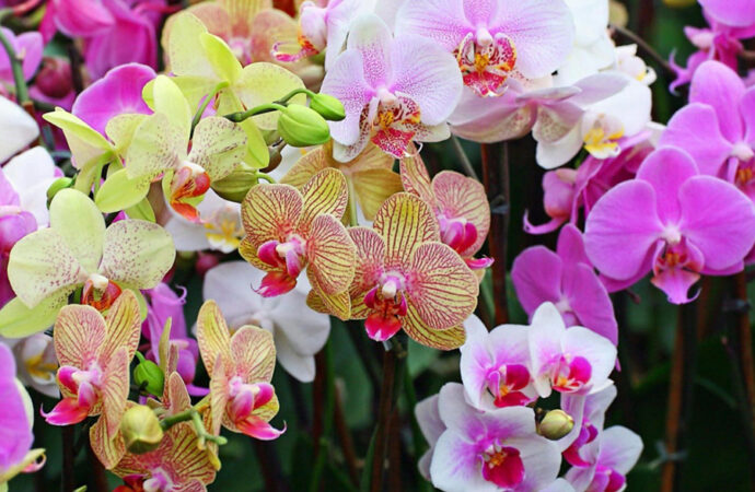 Orchid: One of the Most Popular Flowers