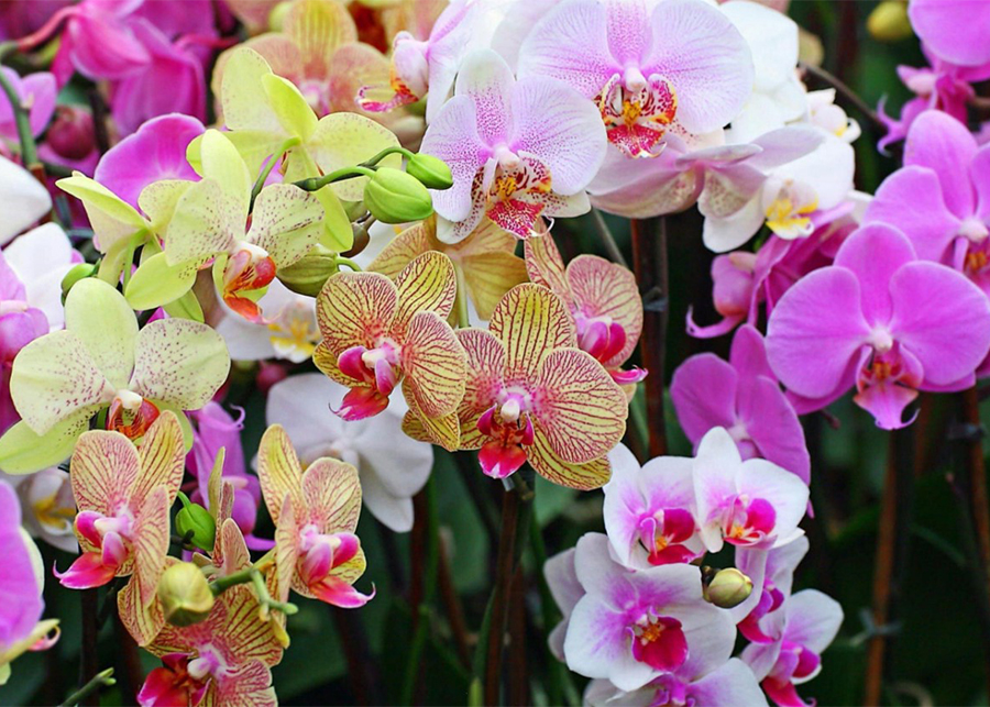 Orchid: One of the Most Popular Flowers