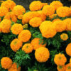 Marigolds: The Flower Know as Mary’s Gold