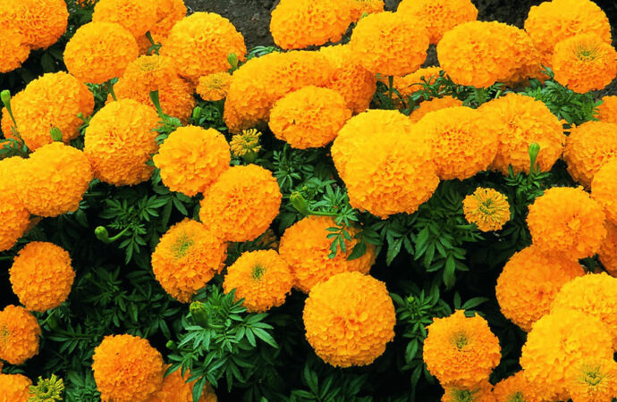 Marigolds: The Flower Know as Mary’s Gold