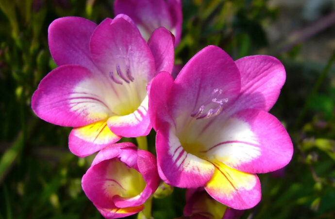 Snapdragons: Dragon’s Flowers