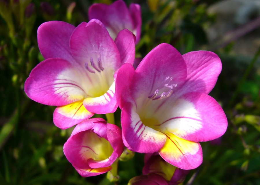 Snapdragons: Dragon’s Flowers