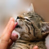 Why do cats lick their owners?