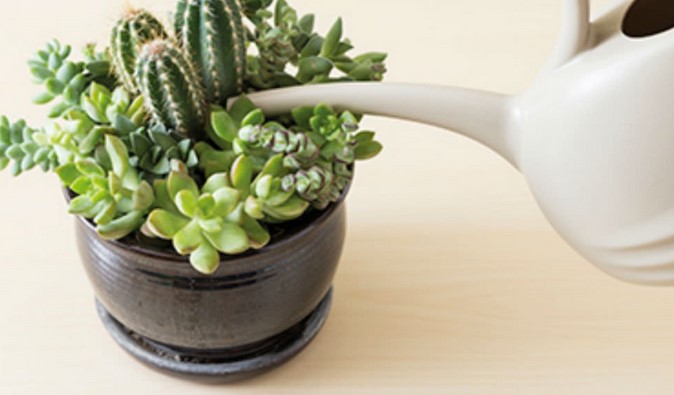 How to Care For a Succulent Plant