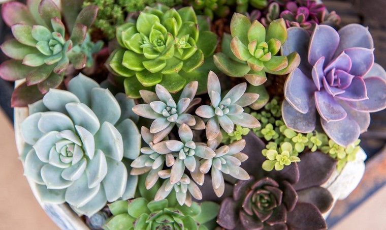 How to Care For a Succulent Plant