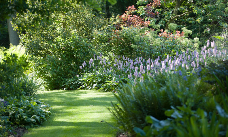 Plants For Dry Shade