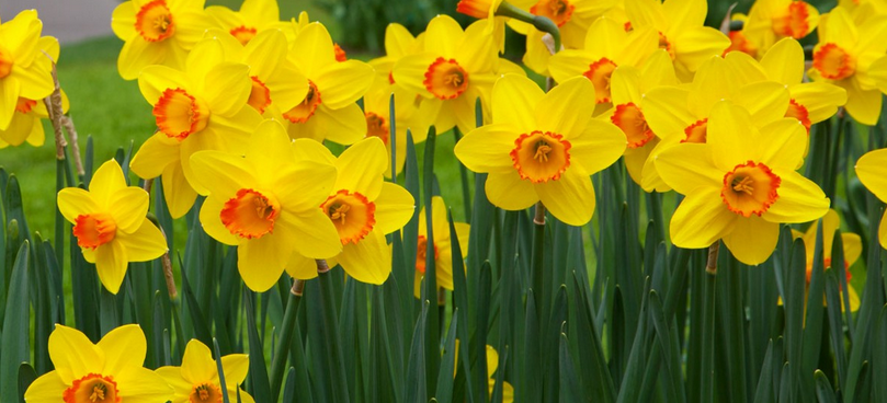 The Daffodil Flower