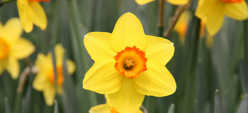 Why is daffodil so important?