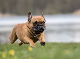 Everything you’re looking for about a French Bulldogs