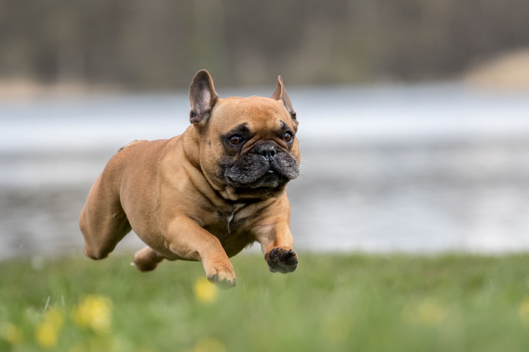 Everything you’re looking for about a French Bulldogs