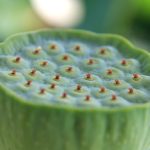 What fruits go well together in a fruit-infused water?