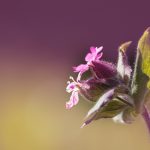 The History and Culture of Carnations