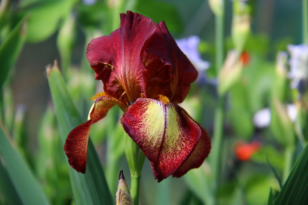 How to Make an Iris Bouquet