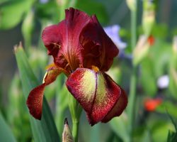 How to Make an Iris Bouquet