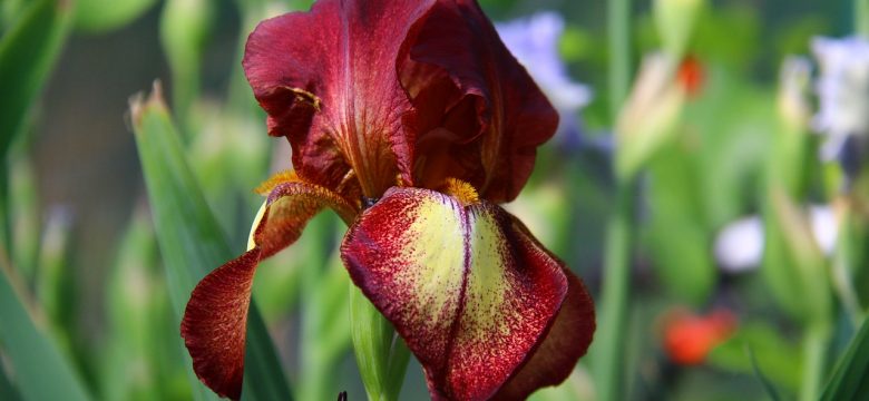 How to Make an Iris Bouquet