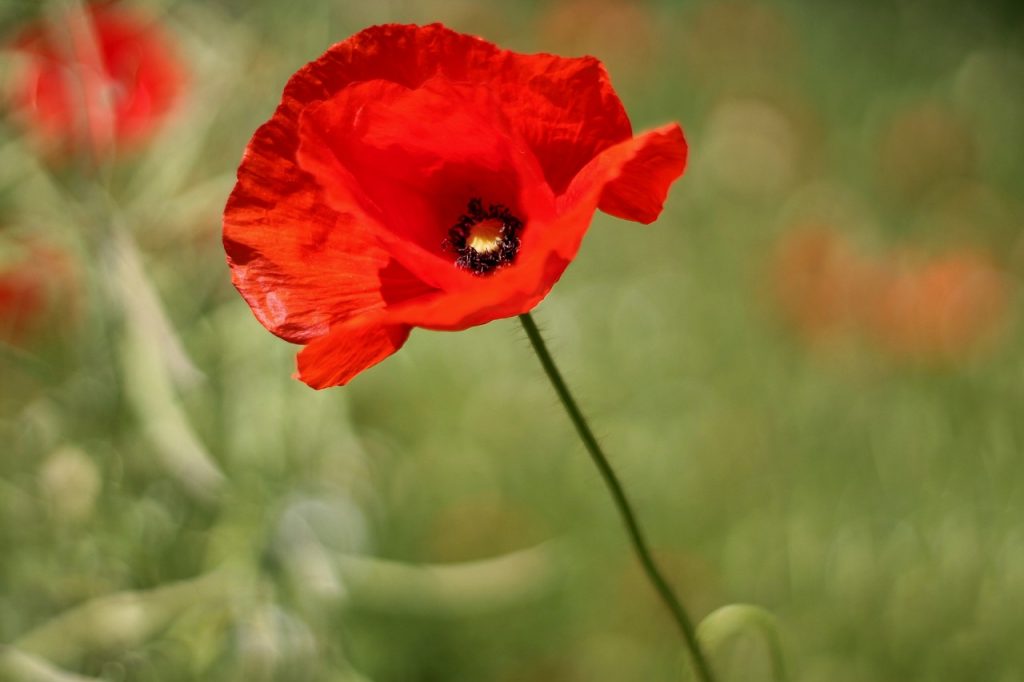 How to Control and Eradicate Poppy Weeds