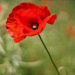 How to Control and Eradicate Poppy Weeds