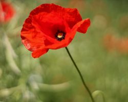 How to Control and Eradicate Poppy Weeds