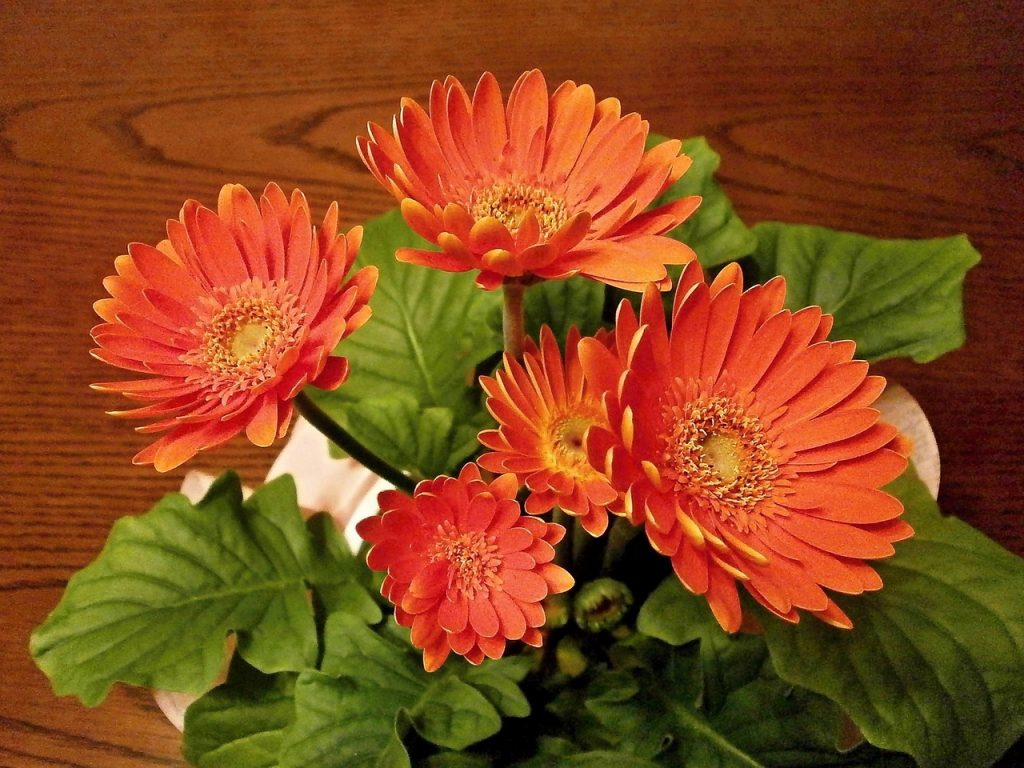 How to Repot and Prune Gerberas