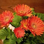 How to Repot and Prune Gerberas