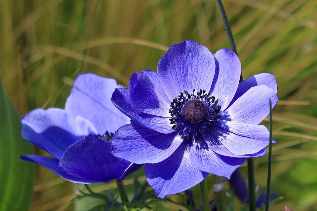 How to Plant and Divide Anemone Tubers