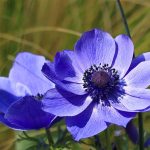 How to Plant and Divide Anemone Tubers