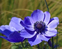 How to Plant and Divide Anemone Tubers