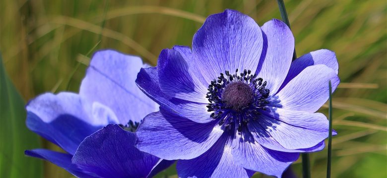 How to Plant and Divide Anemone Tubers
