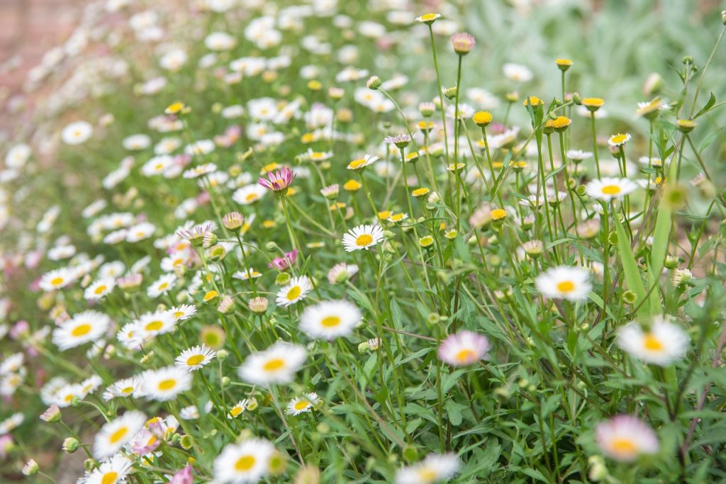 How to Use Daisies as Ground Cover