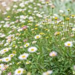 How to Use Daisies as Ground Cover