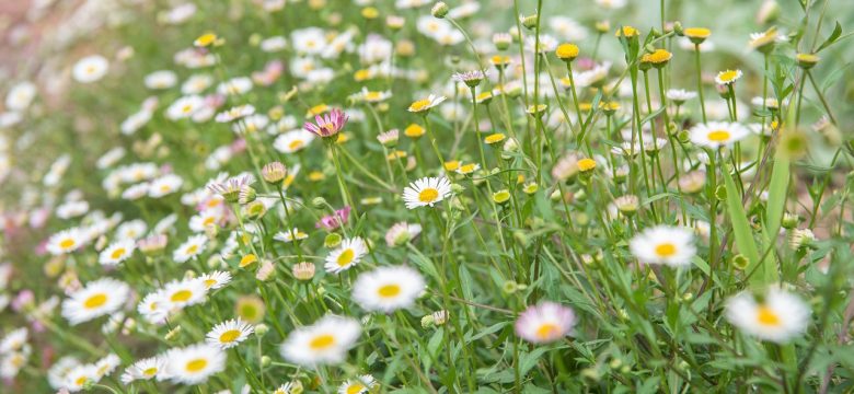 How to Use Daisies as Ground Cover
