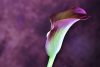 The Calla Lily: Its Meanings and Symbolism