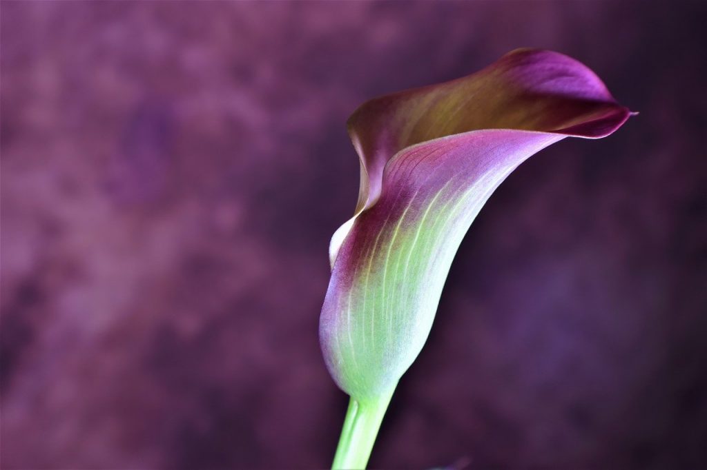 The Calla Lily: Its Meanings and Symbolism