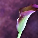 The Calla Lily: Its Meanings and Symbolism