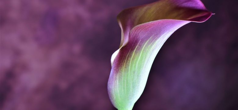 The Calla Lily: Its Meanings and Symbolism