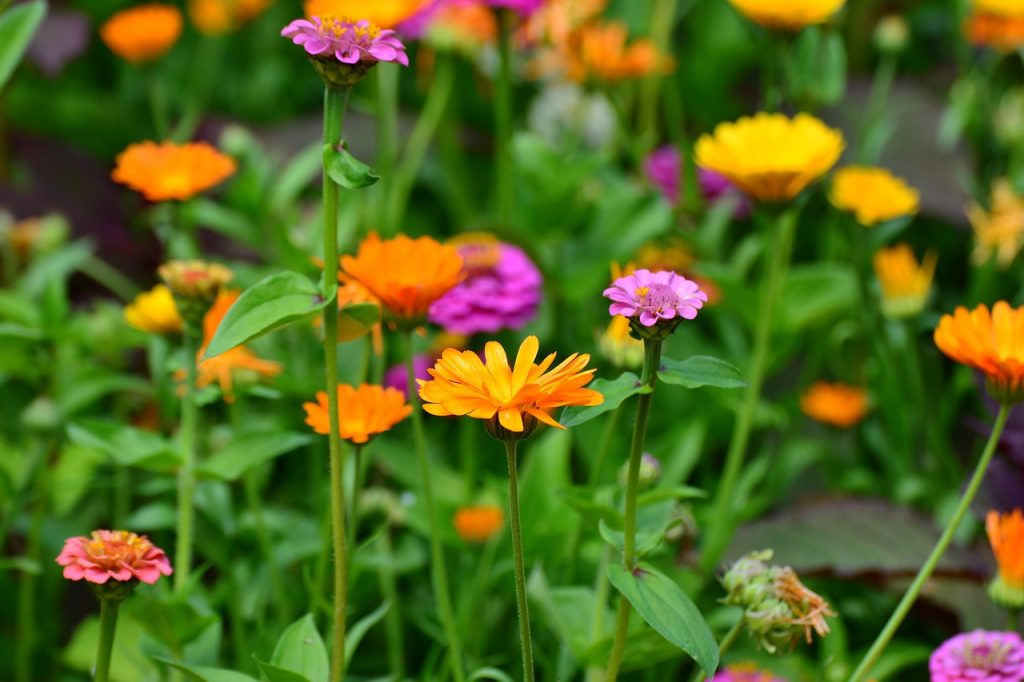 How to Use Marigolds as Companion Plants