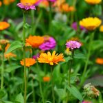 How to Use Marigolds as Companion Plants