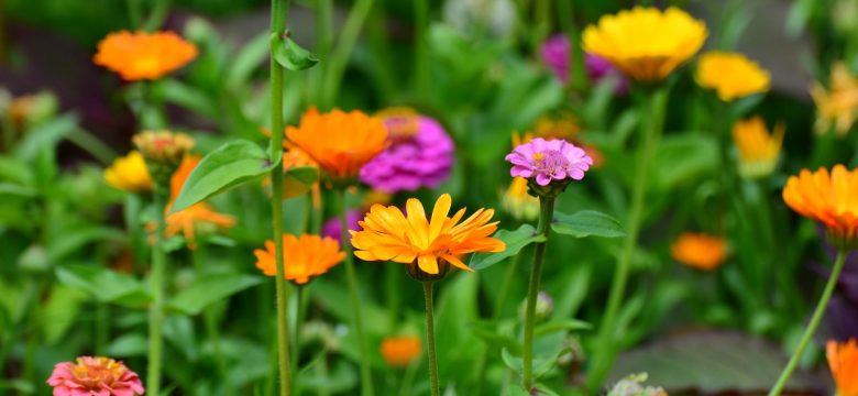 How to Use Marigolds as Companion Plants