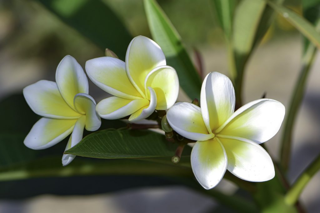 The Jasmine: Its Meanings and Symbolism