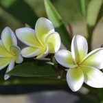 The Jasmine: Its Meanings and Symbolism