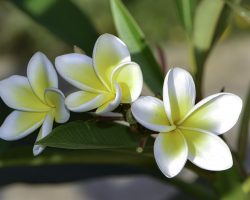 The Jasmine: Its Meanings and Symbolism